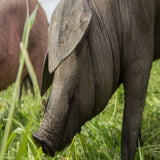 cerdo ibérico